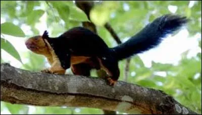 Reconnais-tu ce petit mammifère ?