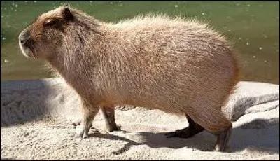 Reconnais-tu ce petit mammifère ?