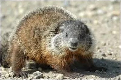 Reconnais-tu ce petit mammifère ?