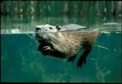 Reconnais-tu ce petit mammifère ?