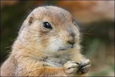 Reconnais-tu ce petit mammifère ?