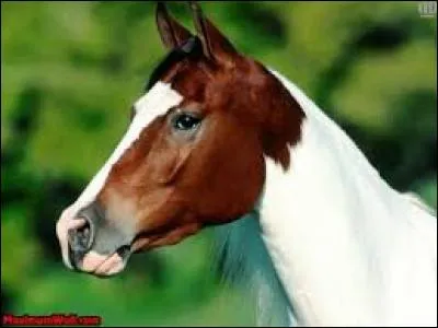 Quelle est la bonne orthographe ?