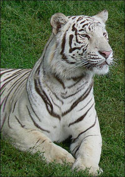 Où vit le tigre blanc ?