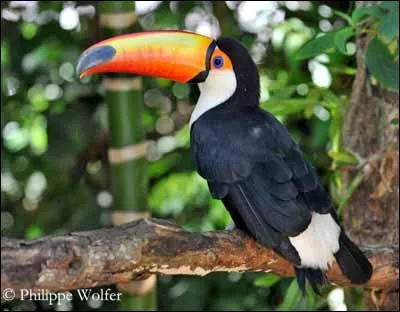 Comment s'appelle la femelle du toucan ?