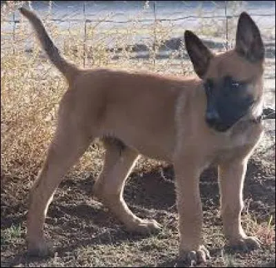 Quelle est la race de ce chien ?