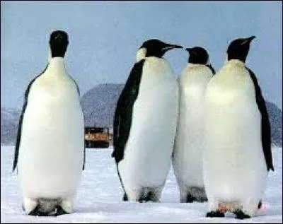 Où vit le pingouin ?
