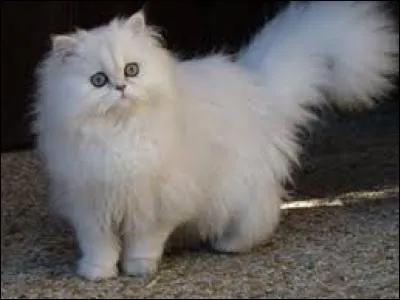 Quelle est la race de ce chat ?