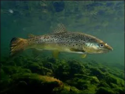 Comment s'appelle ce poisson ?