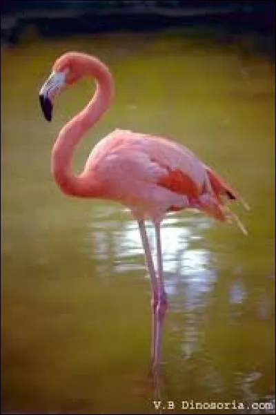 Combien de temps vit le flamant rose ?