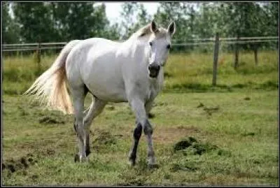 Quel est le cousin du cheval ?