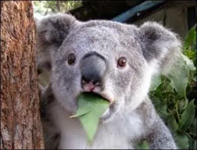 Pendant combien de temps le koala mange-t-il dans une journée ?