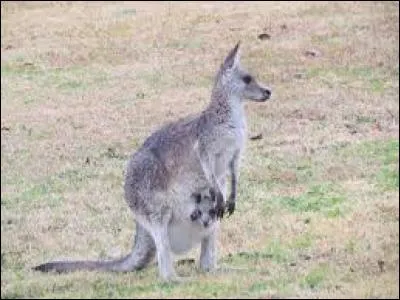 Quelle sorte de kangourou existe ?