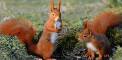 Les écureuils vivent en aussi en Australie.