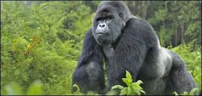 Les gorilles sont...
