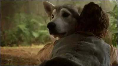 Comment s'appelle le loup géant d'Arya Stark ?
