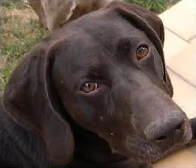 Quant il se réveille, mon copain motard ammarre le braque.
