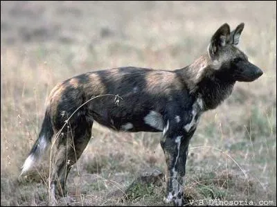 Les femelle lycaons mangent les petits des autres femelles de leur harde.