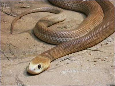 Une dose du venin du taïpan du désert peut tuer 100 hommes.