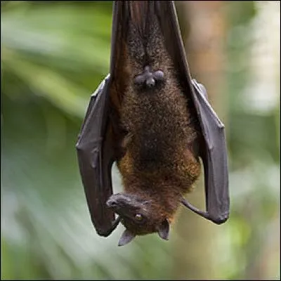 Le renard volant des Philippines mange des petits rongeurs.