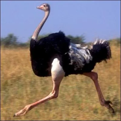 Un uf d'autruche peut représenter l'équivalent de 30 ufs de poule.