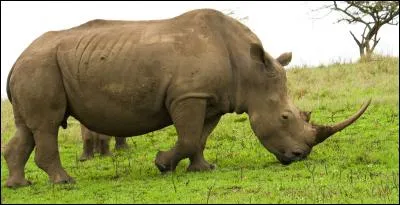 Le rhinocéros est un père protecteur.