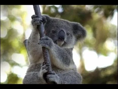 Le bébé koala naît à l'état embryonnaire.