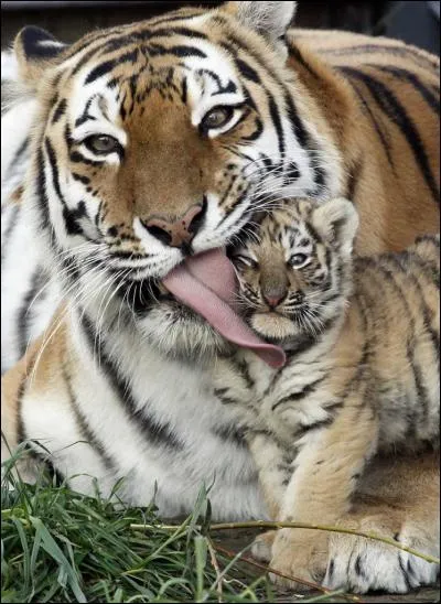 À l'âge de 6 mois, les petits tigres partent vivre seuls.