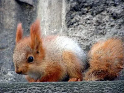 Les bébés écureuils naissent à la douzaine.