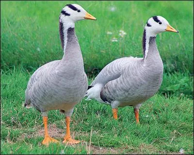 L'oie à tête barrée ne vole qu'à basse altitude.