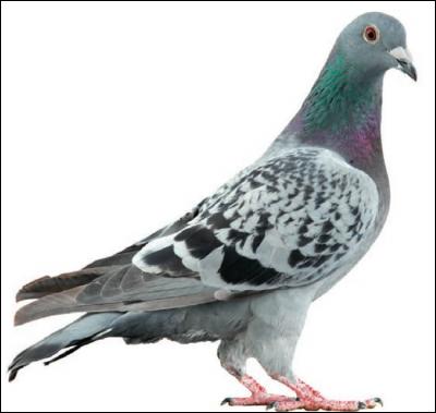 Les os du pigeons sont plus légers que ses plumes.