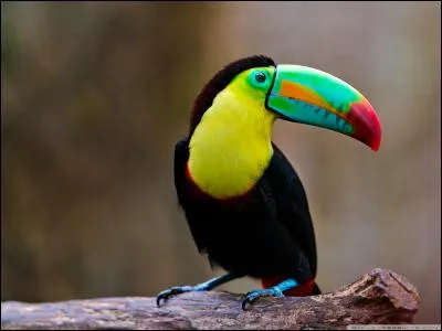 Le bec du toucan est une arme redoutable.