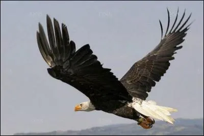 L'aigle pygargue est fidèle en amour.