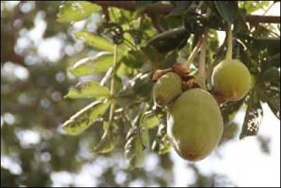 Comment appelle-t-on le fruit comestible du baobab ?