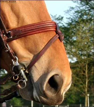 Qu'est-ce qu'une muserolle ?