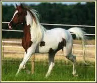 Qu'est-ce qu'une litière en bateau ?