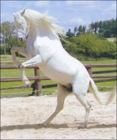 Quels sont les membres postérieurs d'un cheval ?