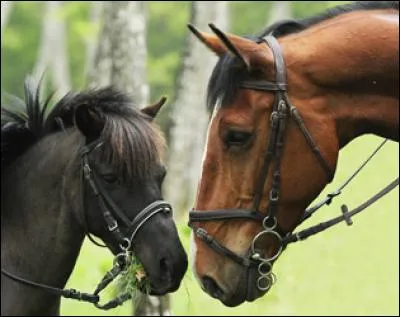 On dit que les chevaux et les poneys ont ...