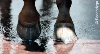 De quoi est fait le sabot du cheval ?