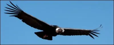 Evitez de foncer tête baissée, comme un bélier, si vous trouvez la réponse, vous ne l'aurez pas volée !