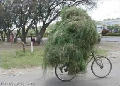 De sauterelles, de papillons, et de rainettes !
