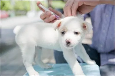 Comment appelle-t-on aussi la puce électronique chez l'animal domestique ?