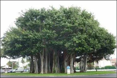 Quel est cet arbre majestueux, qui pour se développer enserre un autre arbre et grandit aux dépens de son tuteur jusqu'au moment où celui-ci meurt étouffé ?