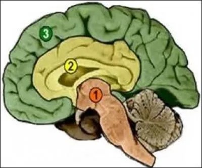 Les trois cerveaux sont dans l'ordre :