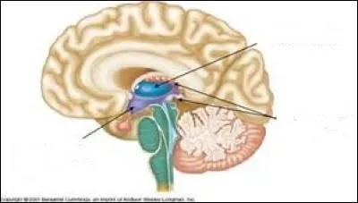 Où se trouve l'hypothalamus sur le schéma ?