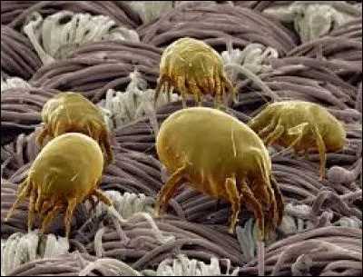 Lequel de ces êtres vivants ne possède pas 8 pattes ?