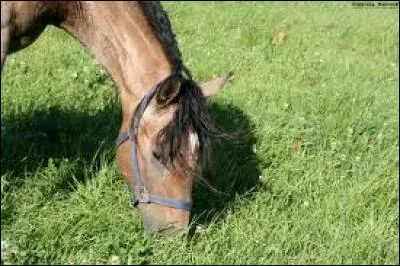 Quels sont les principaux types d'aliments du cheval ?