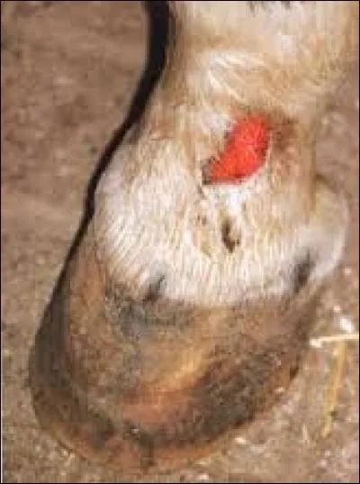 Les plaies se nettoient :