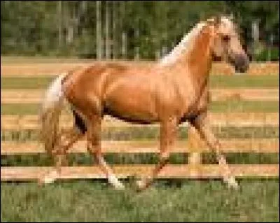 Comment s'appelle cette robe ?