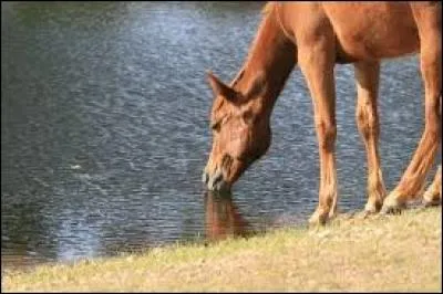 Un cheval boit environ :