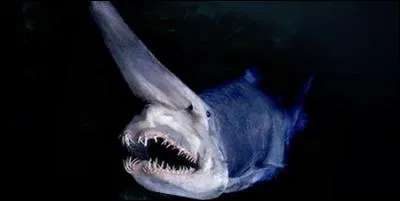 Quel animal existe ?